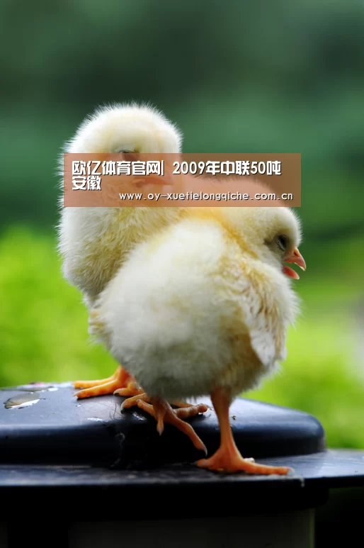 欧亿体育官网|
2009年中联50吨 安徽(图5) 欧亿体育公司